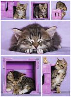 Nathan Chatons mignons - puzzle image