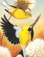 New York Puzzle Company American Goldfinch - obrázek puzzlí
