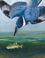 New York Puzzle Company Belted Kingfisher - puzzle image