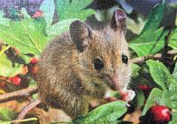 Peliko Pikkumetsähiiri - obrázek puzzlí