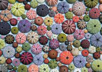 Piatnik Sea Urchins - obrázek puzzlí