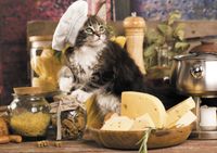 Pierre Belvedere Cat Cook - Puzzlebild