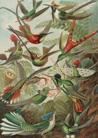 Pomegranate Hummingbirds - puzzle image
