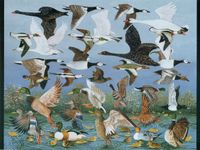 Pomegranate Taking Off - puzzle image