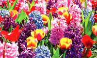 Puzzlebug Blooming Hyacinths and Tulips - obrázek puzzlí