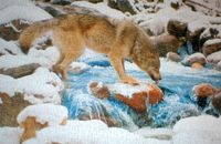 Puzzler's Collection Wolf Drinking from River - obrázek puzzlí