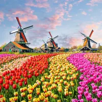 Q puzzles Tulips & Mills - puzzle image