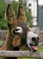 Ravensburger Cheeky Donkey - puzzle image