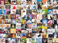 Ravensburger 99 Cats - obrázek puzzlí