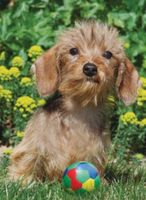 Ravensburger Adorable Dachshund - puzzle image