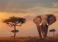 Ravensburger African Elephant - puzzle image