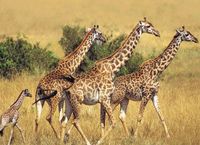 Ravensburger Animal Planet - Giraffes - puzzle image