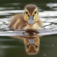 Ravensburger Baby Duck - obrázek puzzlí