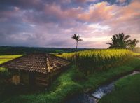 Ravensburger Bali Rice Fields - puzzle image