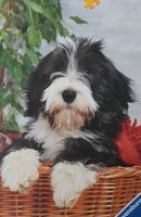 Ravensburger Bearded Collie - puzzle image