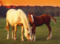 Ravensburger Beautiful Horses - puzzle image