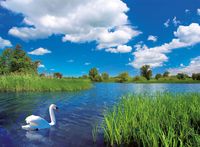 Ravensburger Beautiful Swan - puzzle image