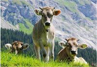Ravensburger Beautiful Switzerland - Happy Cows - puzzle image
