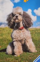 Ravensburger Bella - obrázek puzzlí