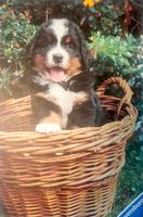 Ravensburger Bernese Mountain Dog Puppy - puzzle image