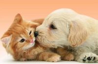 Ravensburger Big Kiss - obrázek puzzlí