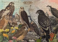 Ravensburger Birds of Prey - puzzle image
