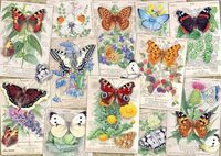 Ravensburger Butterfly Splendors - obrázek puzzlí