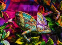 Ravensburger Chameleon - obrázek puzzlí