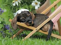 Ravensburger Charming Dachshund - puzzle image