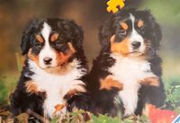 Ravensburger Close Friends - obrázek puzzlí