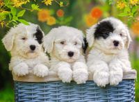 Ravensburger Cuddly Puppies - puzzle image