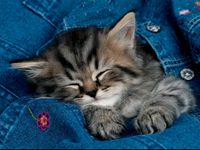 Ravensburger Cuddly Tiger - puzzle image