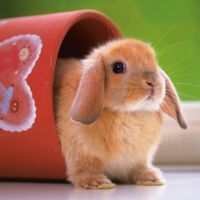Ravensburger Cute Little Bunny - puzzle image