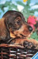 Ravensburger Dachshund Puppy - puzzle image