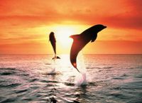 Ravensburger Dolphin Sunset - puzzle image