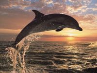 Ravensburger Dolphin Sunset - obrázek puzzlí