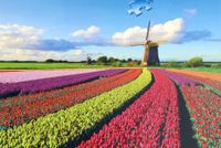 Ravensburger Dutch Windmill with Tulips - puzzle image