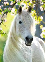 Ravensburger Equestrian Spring - puzzle image