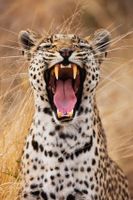 Ravensburger Exotic Animals - Leopard - puzzle image