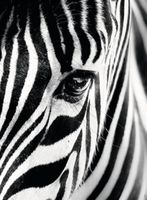 Ravensburger Face to Face - obrázek puzzlí