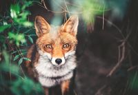 Ravensburger Fox in Meadow - puzzle image