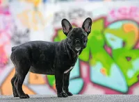Ravensburger French Bulldog - obrázek puzzlí