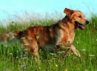 Ravensburger Frolicking Hound - obrázek puzzlí