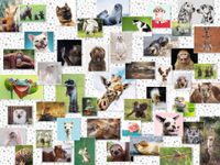 Ravensburger Funny Animals Collage - puzzle image