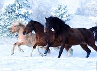 Ravensburger Gallop in the Snow - obrázek puzzlí