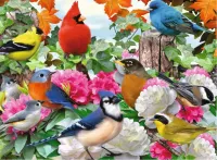 Ravensburger Garden Birds - obrázek puzzlí