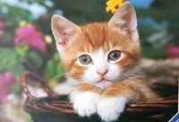 Ravensburger Kitty - obrázek puzzlí