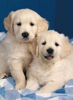 Ravensburger Golden Retriever - puzzle image