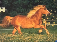 Ravensburger Haflinger Horse - puzzle image