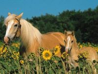 Ravensburger Horse Happiness - puzzle image